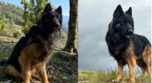 ಉಗ್ರರ ಗುಂಡೇಟು ತಿಂದ್ರೂ ಹಿಂದಕ್ಕೆ ಸರಿಯದ ಟೈಸನ್: 20 ಬಾರಿ ಎಸ್ಕೇಪ್ ಆಗಿದ್ದ ಉಗ್ರನ ಕಥೆ ಮುಗಿಸಿದ ಸೇನೆಯ ಶ್ವಾನ!