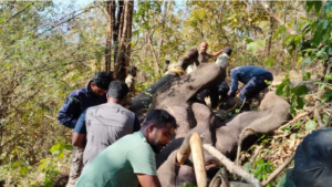 ಚಿಕ್ಕಮಗಳೂರಿನಲ್ಲಿ ಕಾಡಾನೆ ದಾಳಿಗೆ ಮತ್ತೊಂದು ಬಲಿ! ಕಿಲ್ಲರ್ ಒಂಟಿ ಸಲಗ ಸೆರೆ!