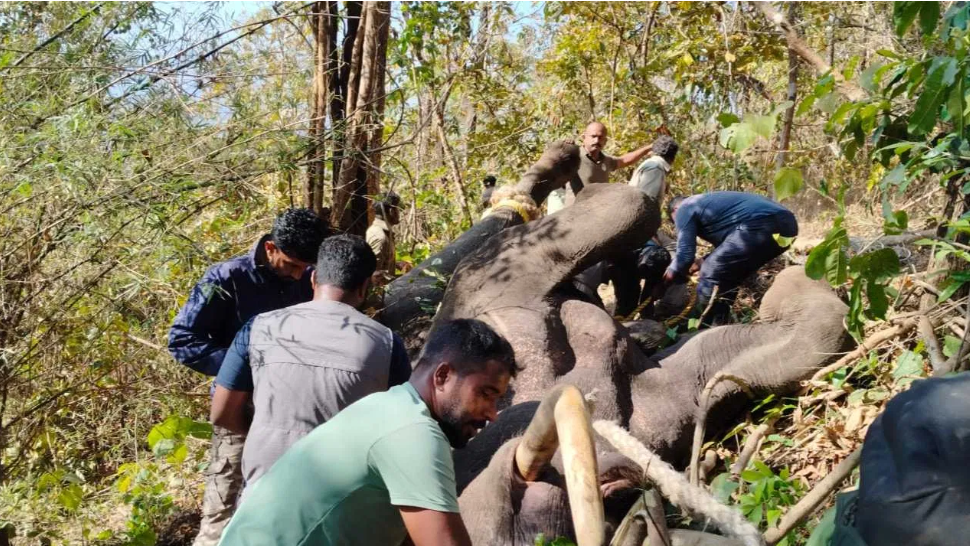 ಚಿಕ್ಕಮಗಳೂರಿನಲ್ಲಿ ಕಾಡಾನೆ ದಾಳಿಗೆ ಮತ್ತೊಂದು ಬಲಿ! ಕಿಲ್ಲರ್ ಒಂಟಿ ಸಲಗ ಸೆರೆ!